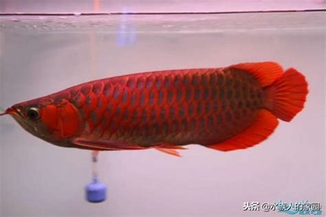 紅龍怎麼養才會紅|｜龍魚｜成長分享～紅龍魚怎麼養才會紅？！基因？水質？飼料？ 